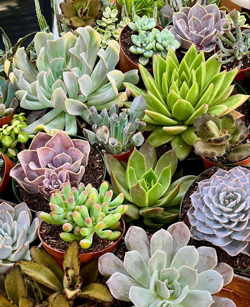 Succulent Variety