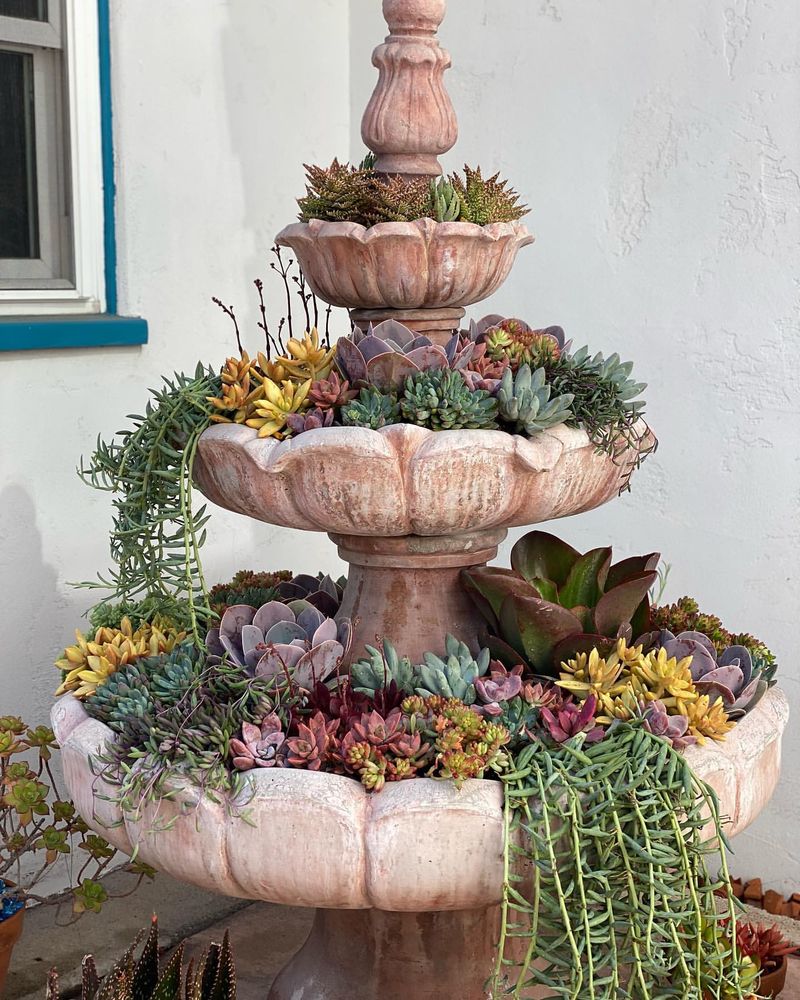 Succulent Water Fountain