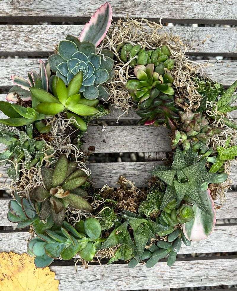 Succulent Wreath