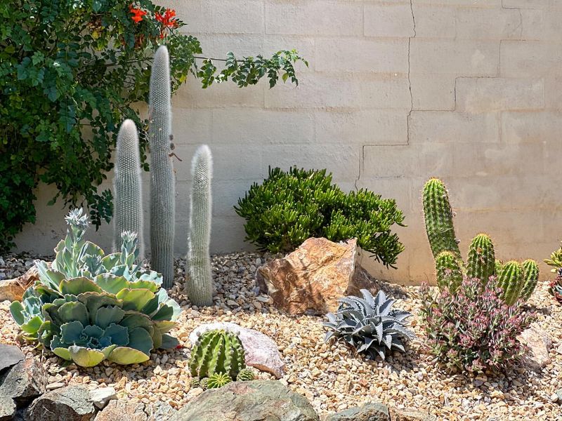 Succulent and Cactus Beds