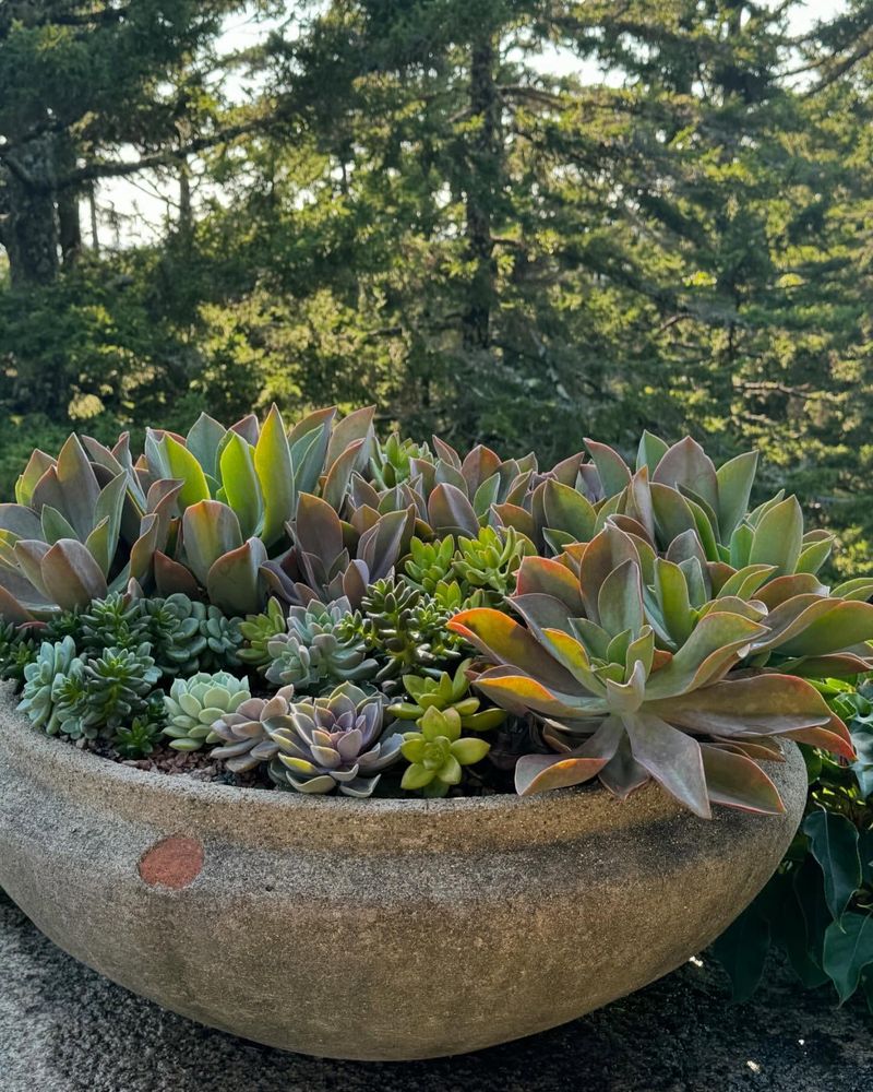 Succulents