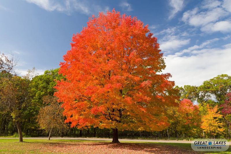 Sugar Maple