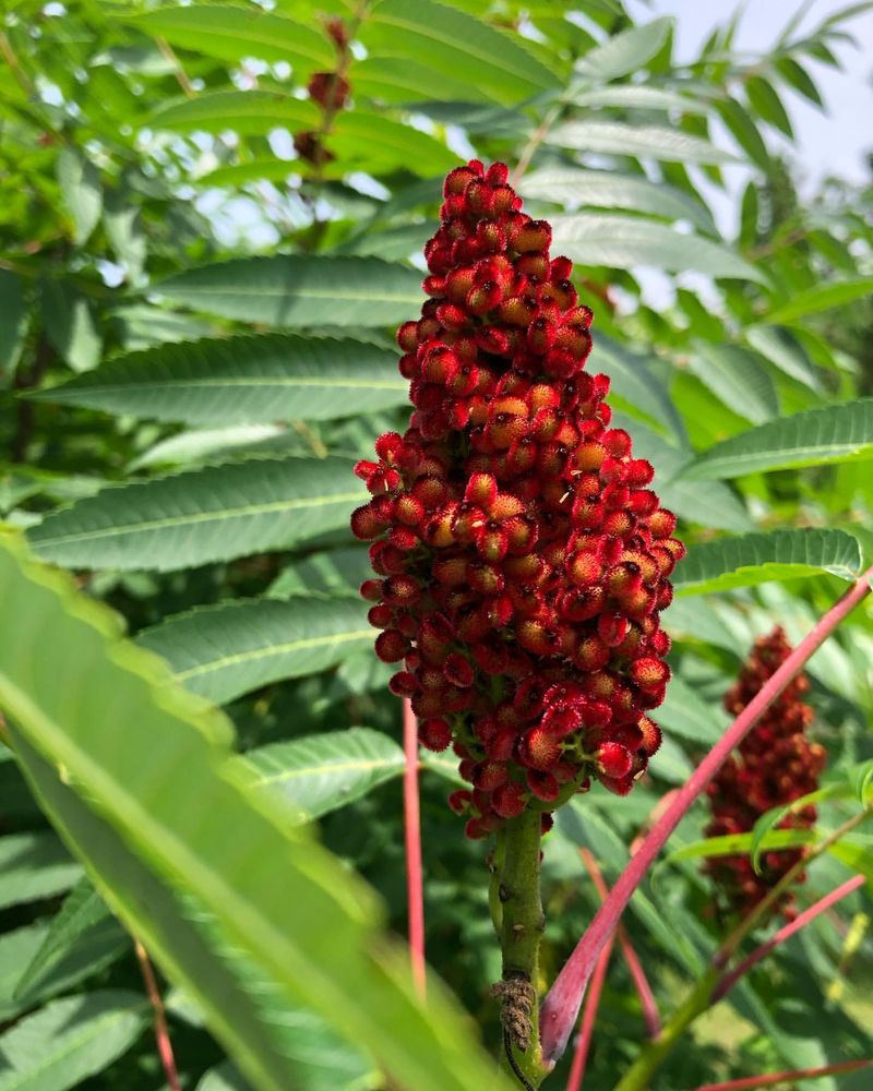 Sumac