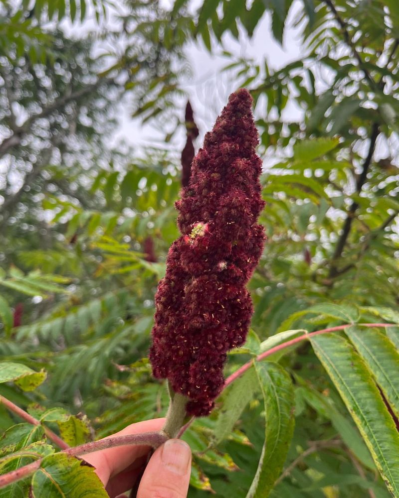 Sumac