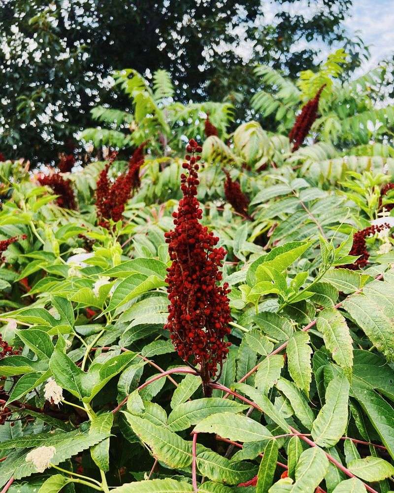 Sumac