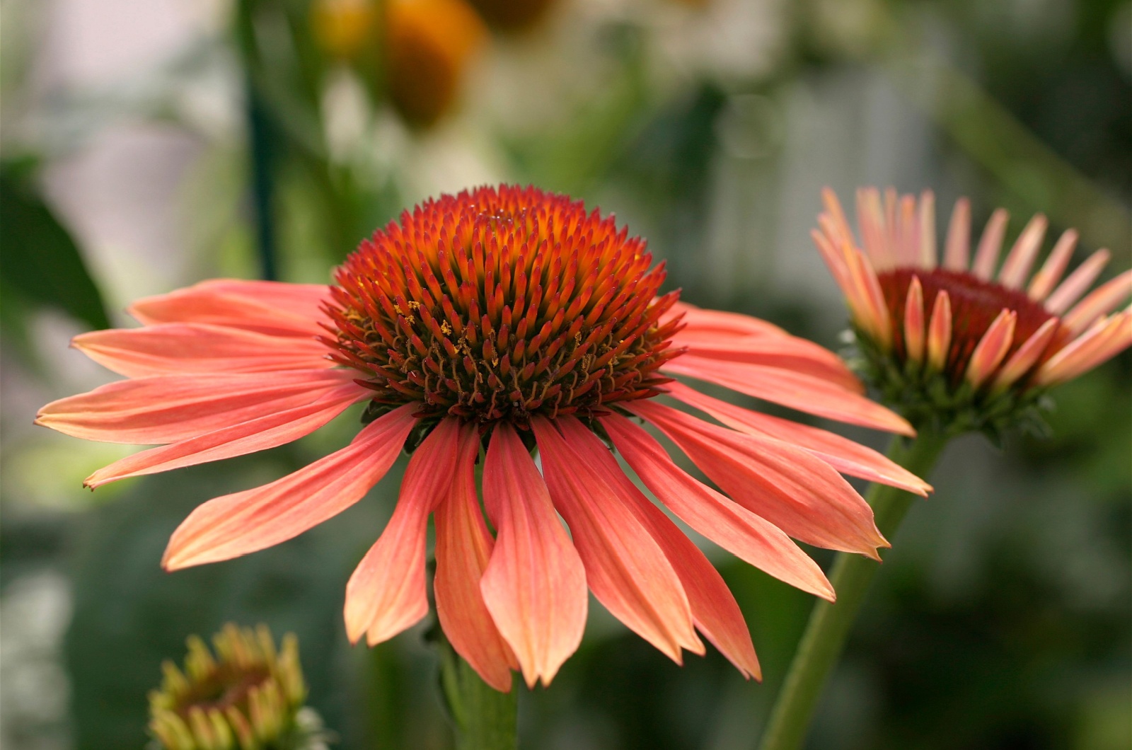 Summer Sky Coneflower