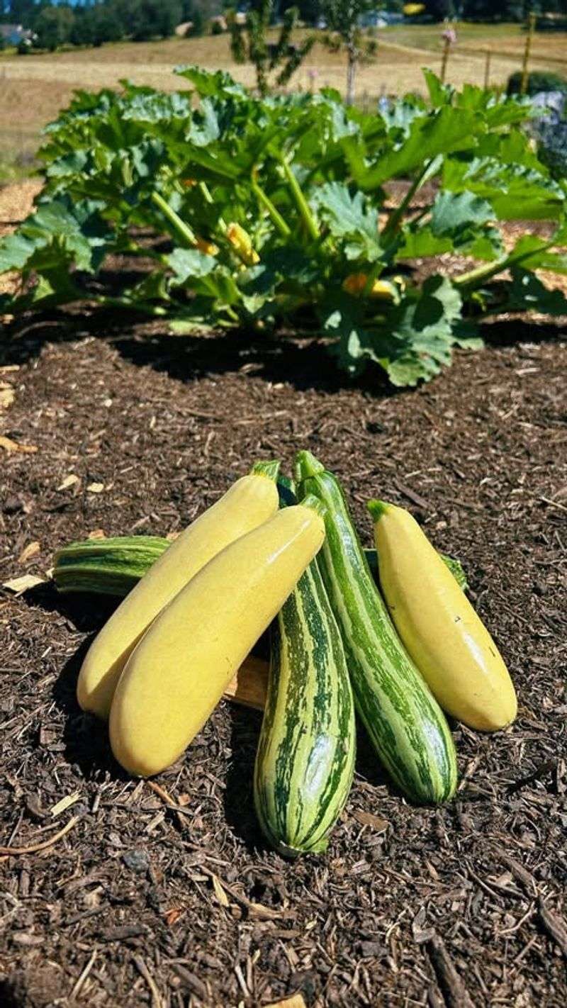 Summer Squash