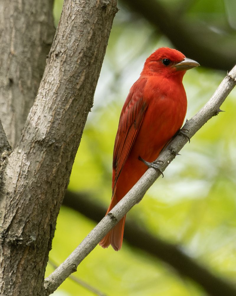 Summer Tanager