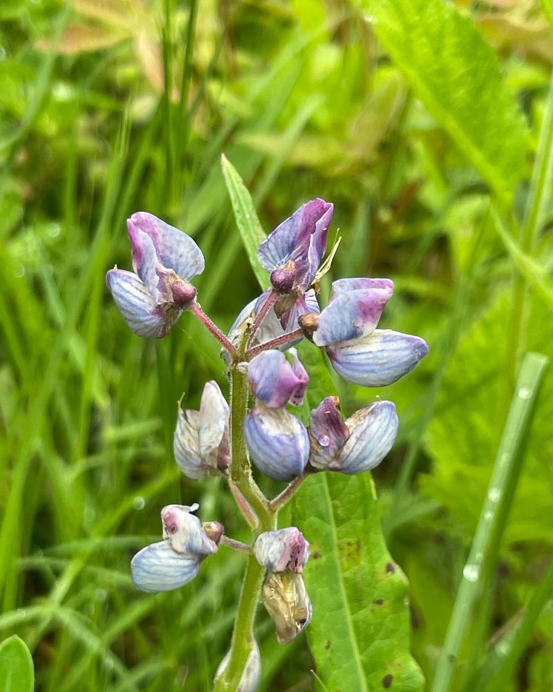 Sundial Lupine (Lupinus perennis)