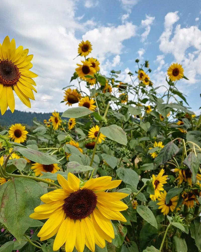 Sunflower