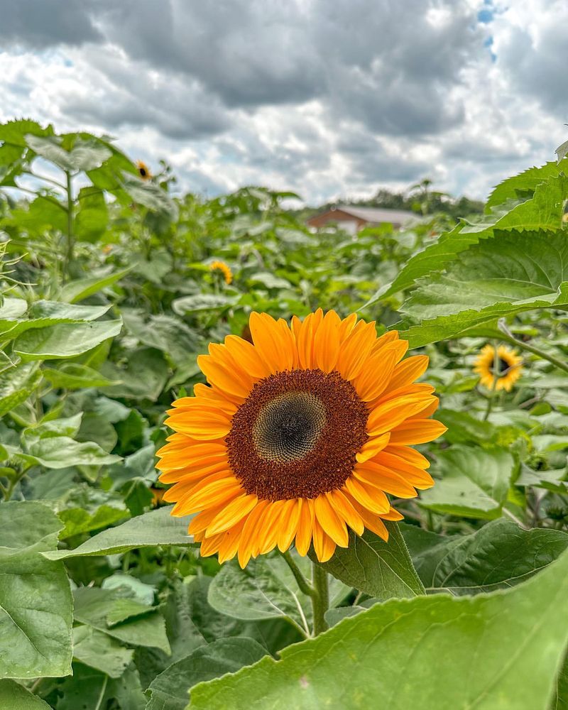 Sunflower