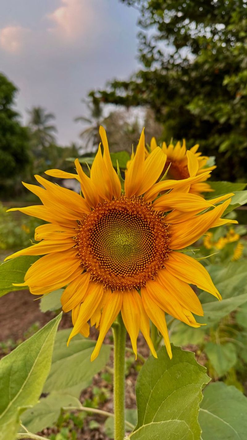 Sunflower