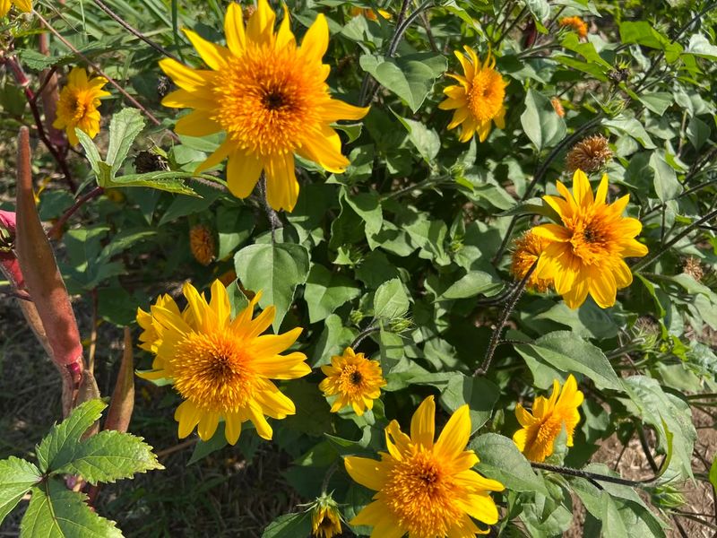 Sunflower (Helianthus annuus)