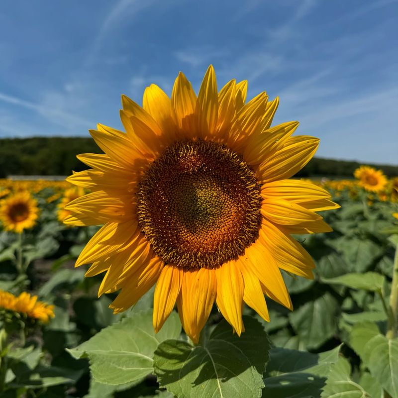 Sunflower - Kansas