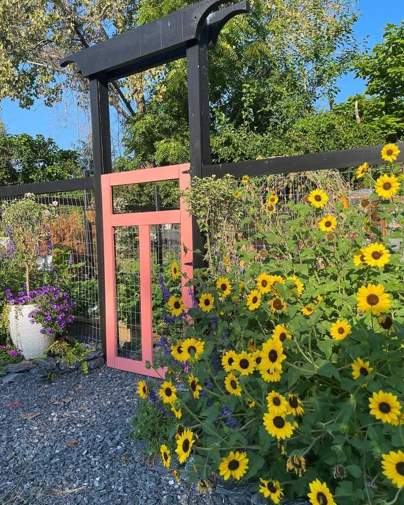 Sunflower Maze Greenhouse