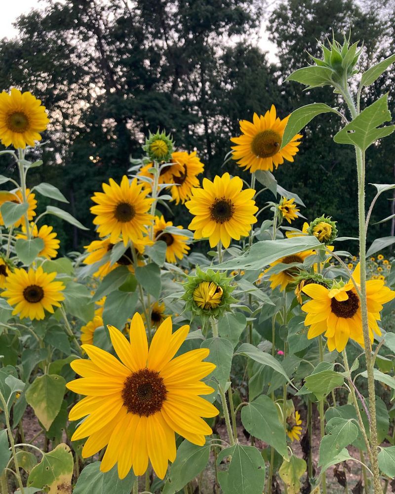 Sunflower Symphony