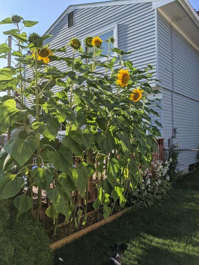 Sunflower Wall