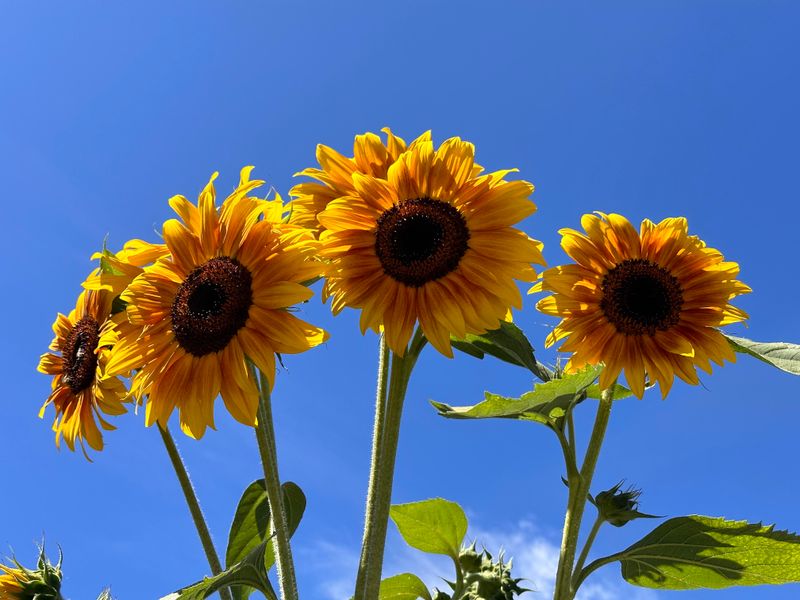 Sunflowers