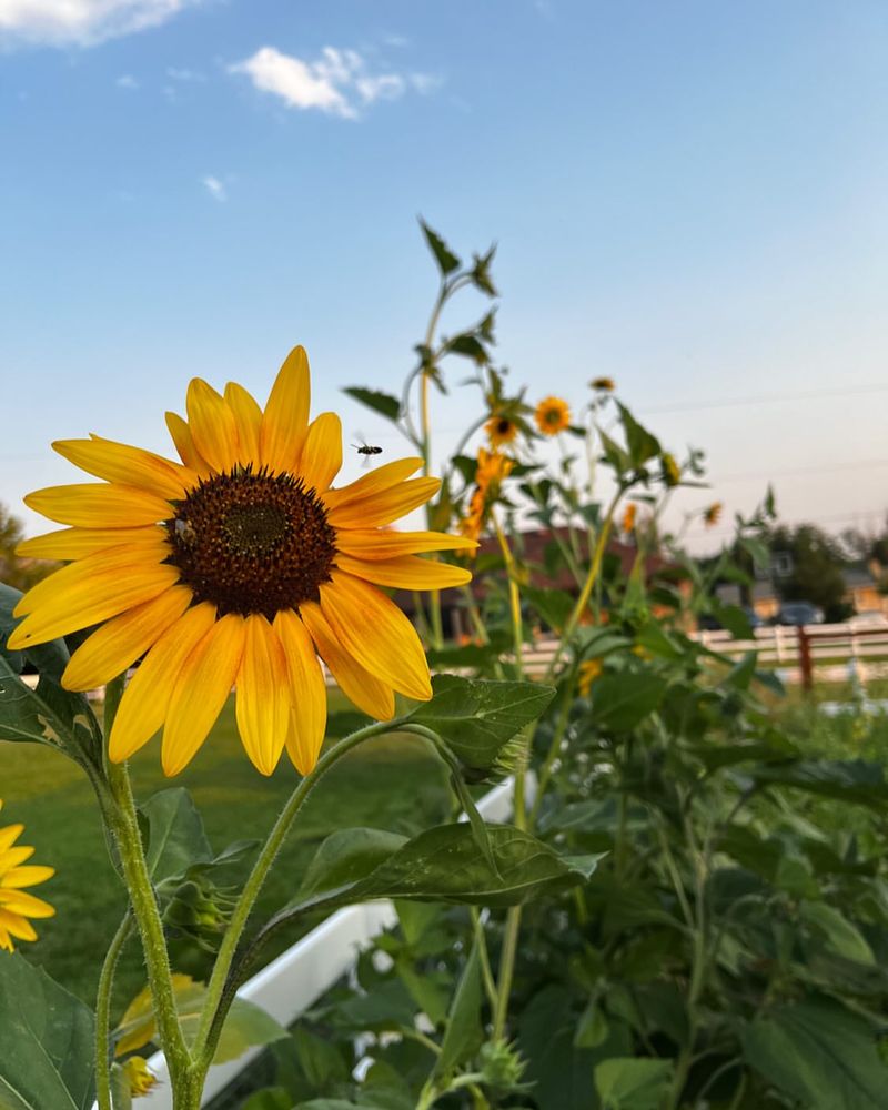 Sunflowers