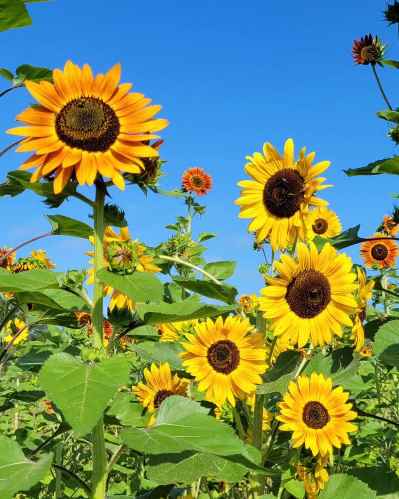 Sunflowers