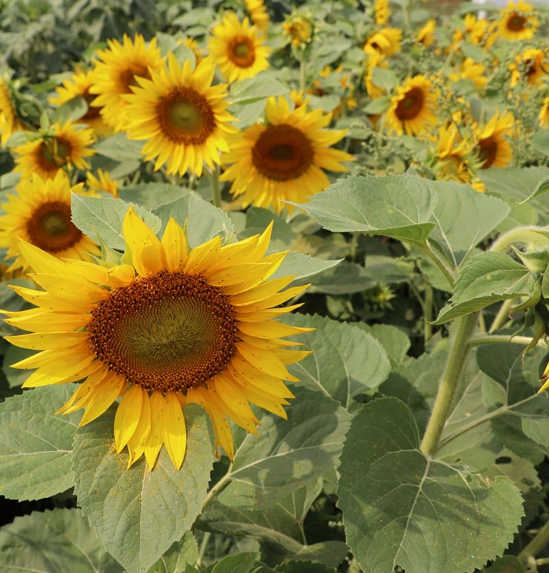 Sunflowers