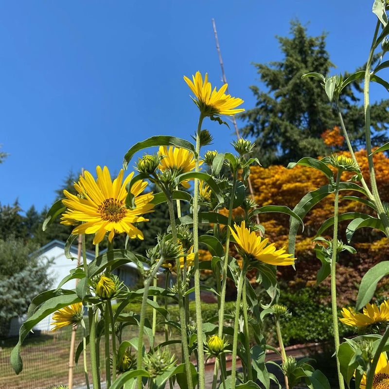 Sunflowers