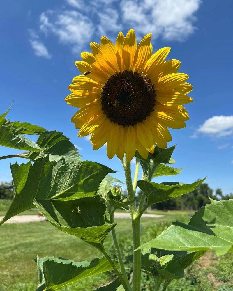 Sunflowers