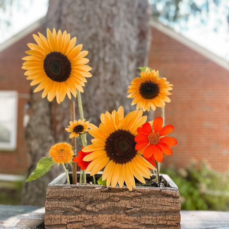 Sunflowers