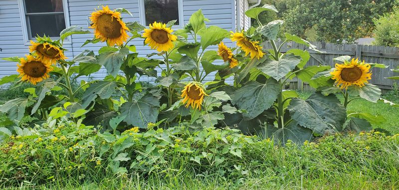 Sunflowers