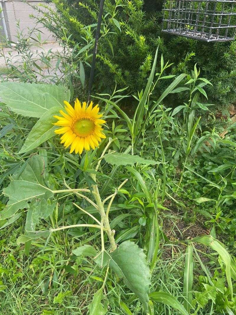 Sunflowers and Corn