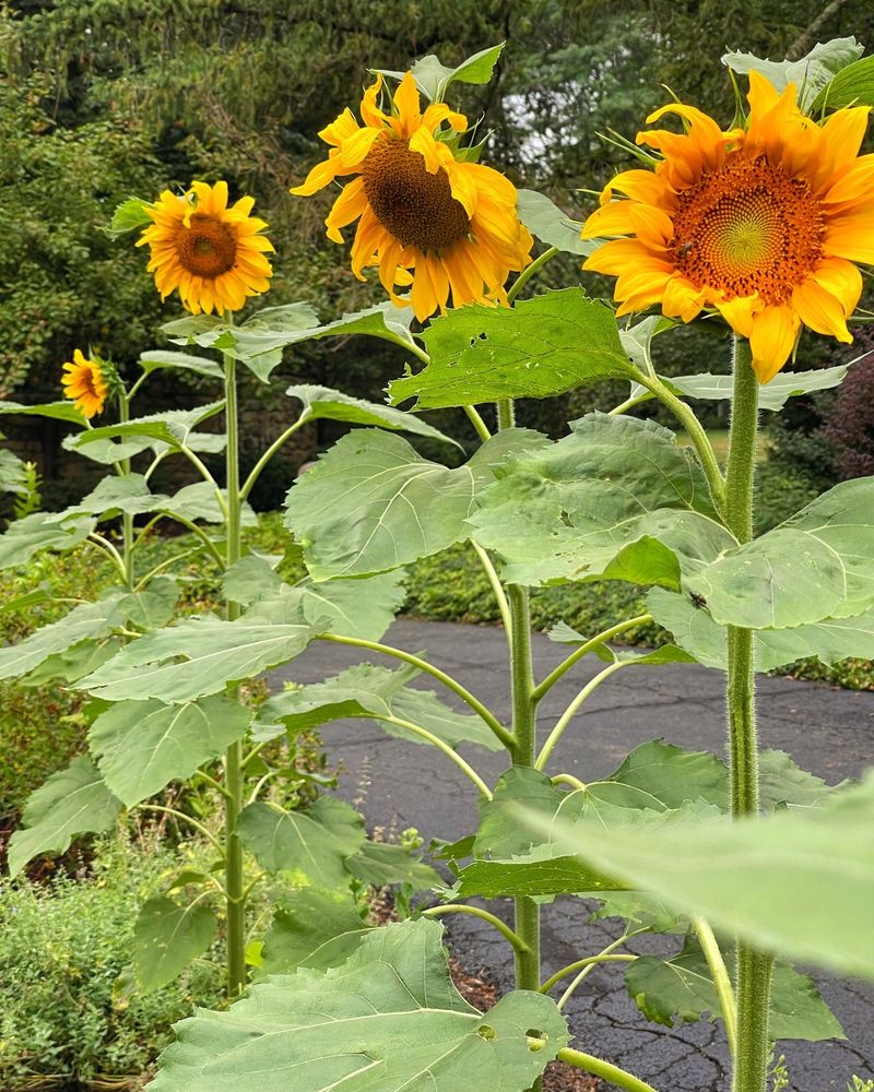 Sunflowers