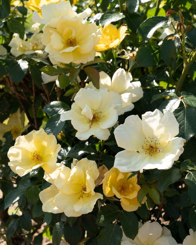 Sunny Knock Out Rose