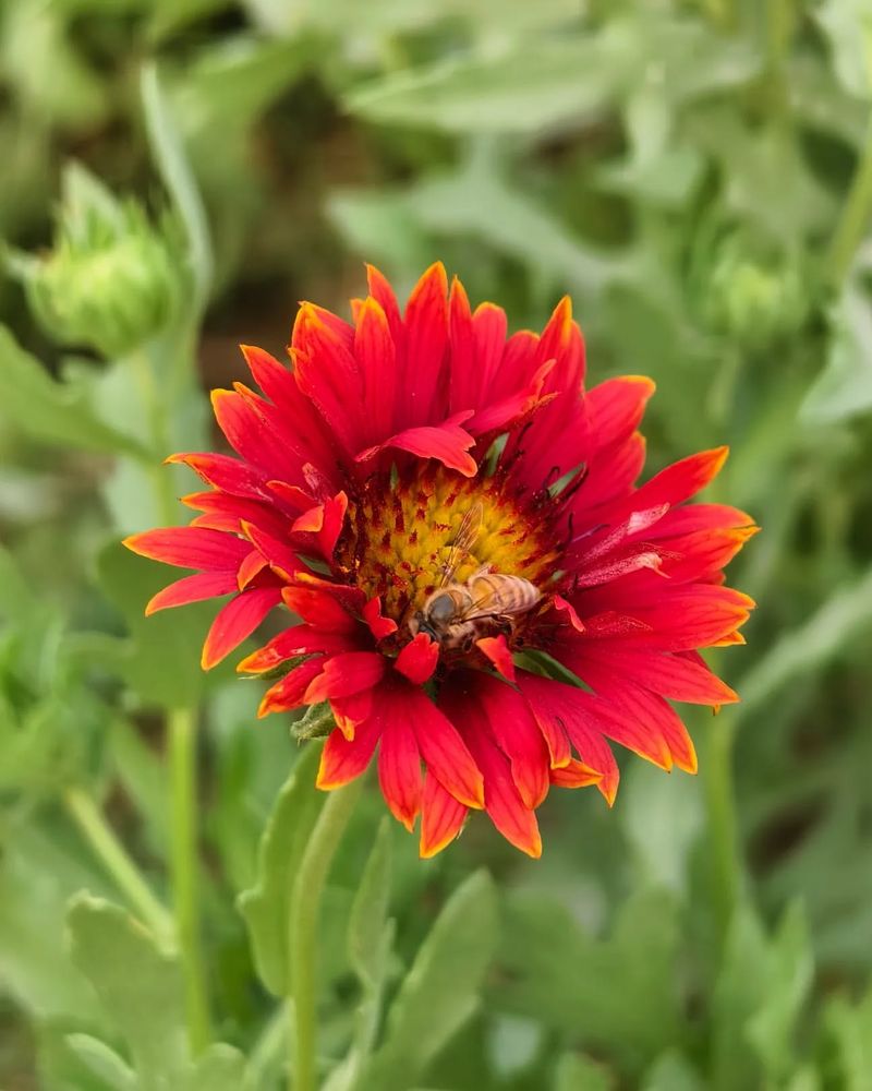 Sunset Gaillardia (Gaillardia pulchella)