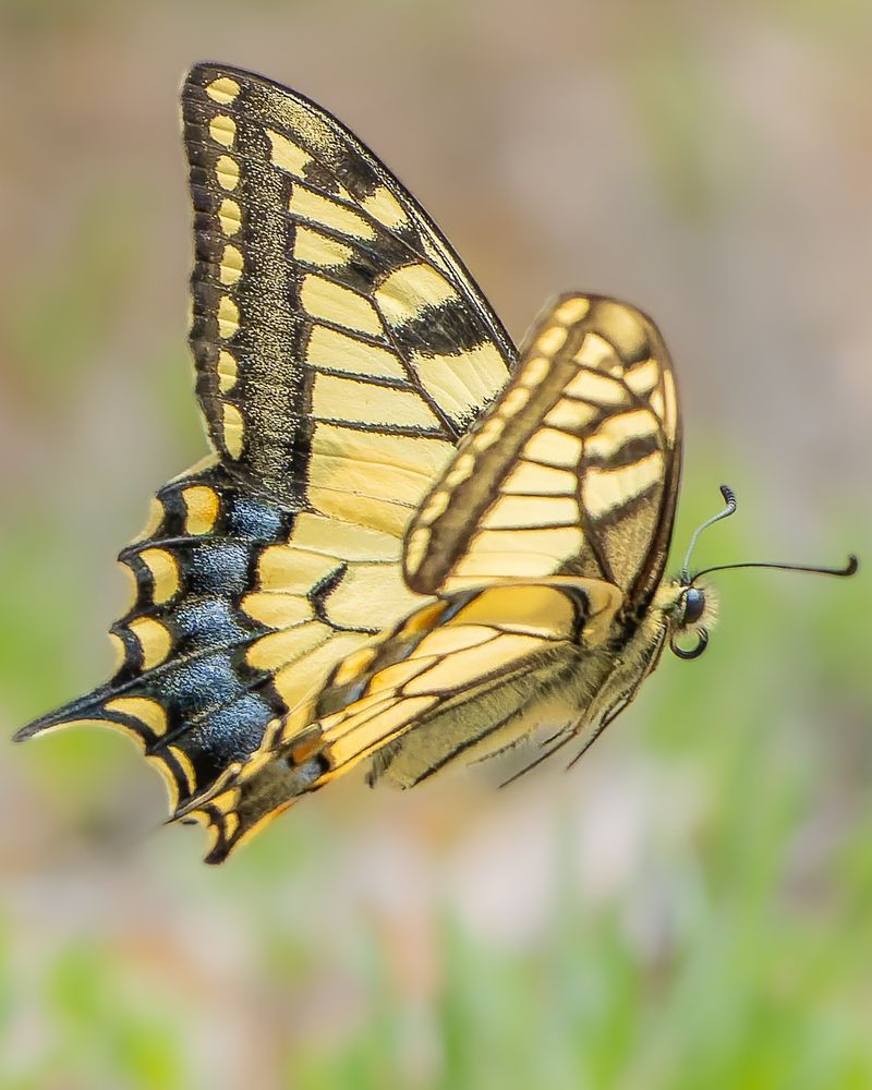 Swallowtail Butterfly