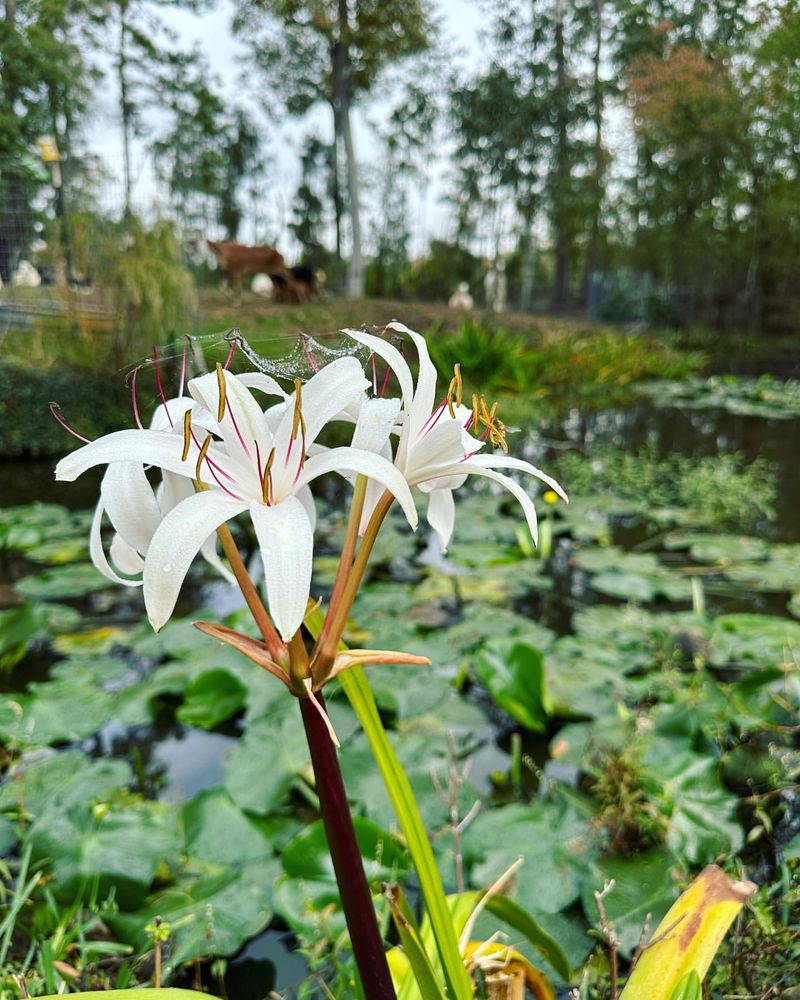 Swamp Lily