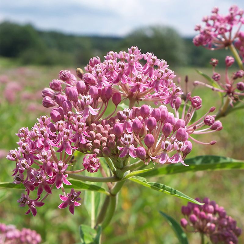 Swamp Milkweed