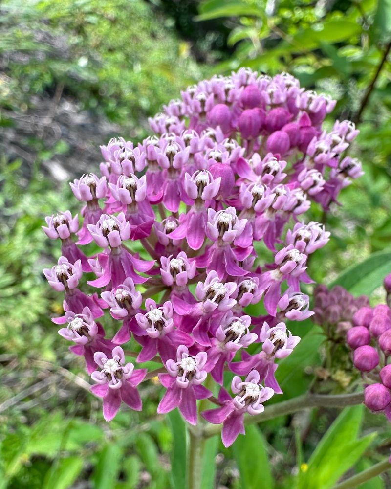 Swamp Milkweed