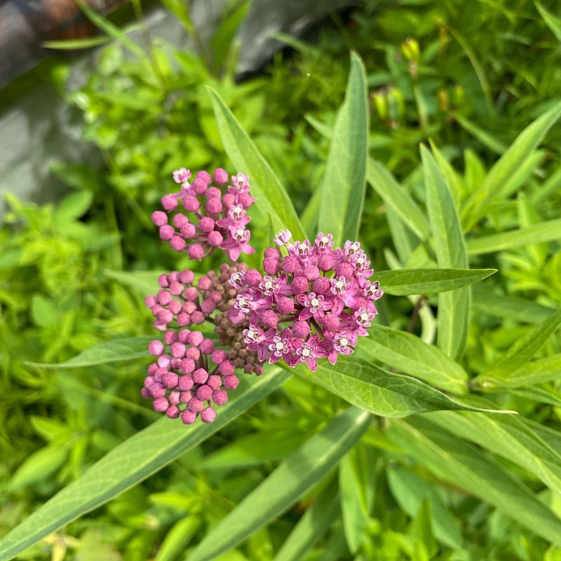 Swamp Milkweed