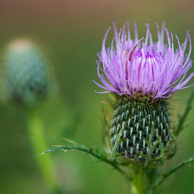 Swamp Thistle