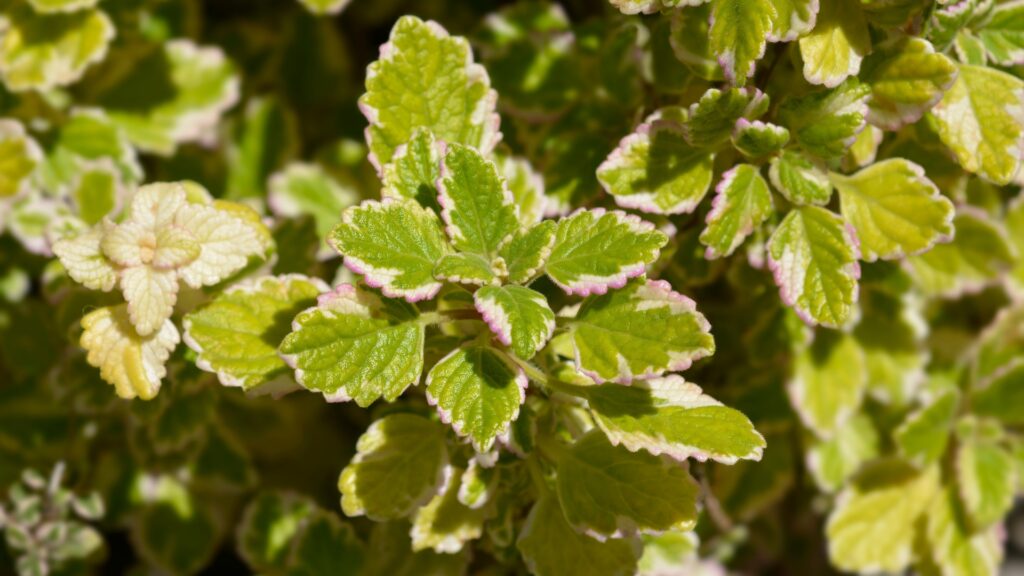 swedish ivy