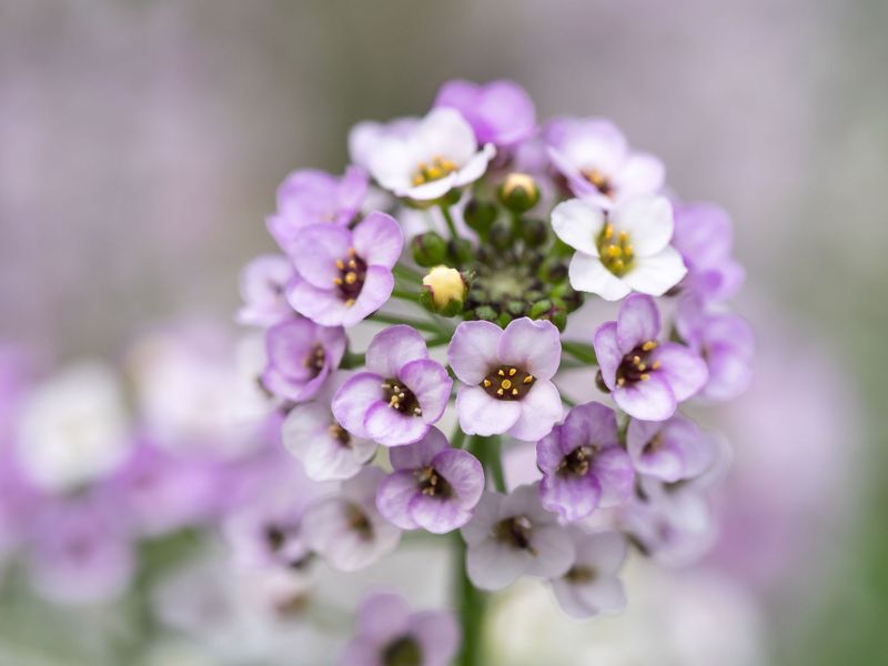 Sweet Alyssum