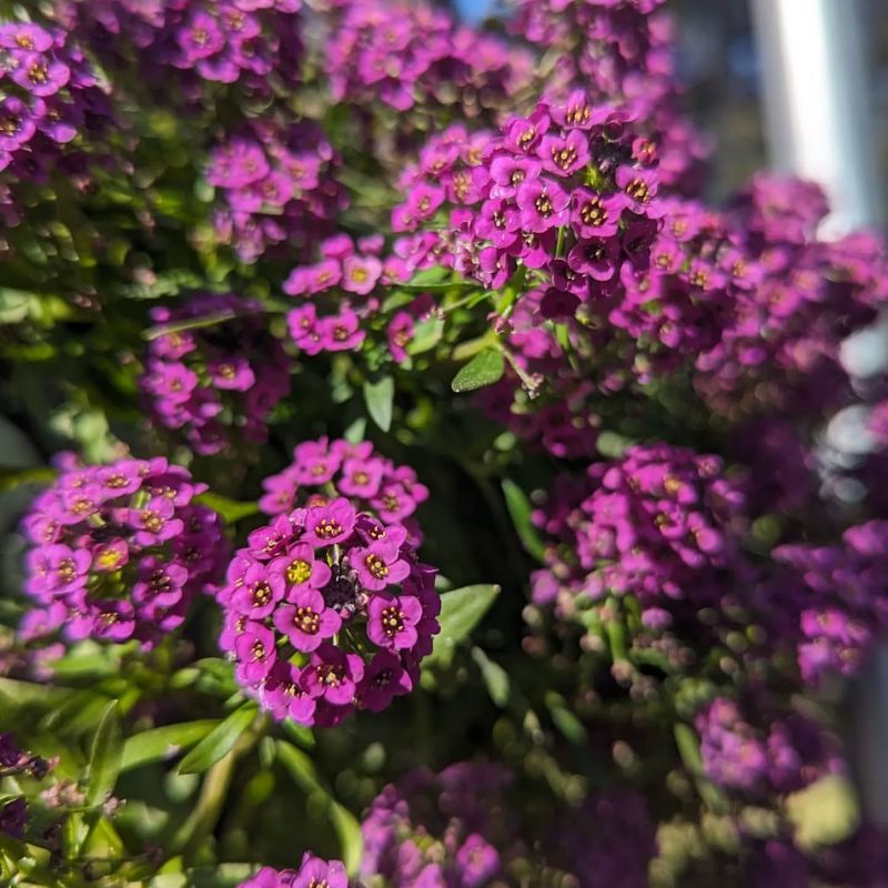 Sweet Alyssum