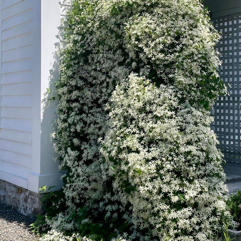 Sweet Autumn Clematis