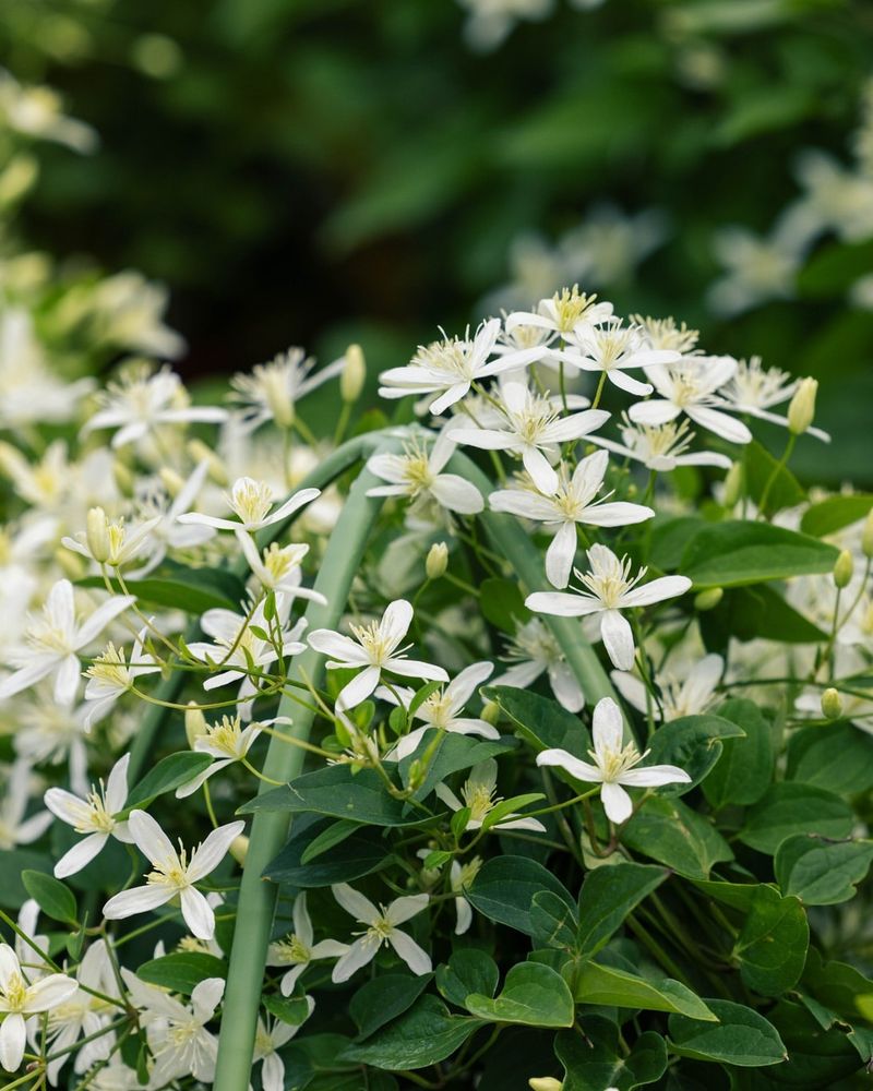 Sweet Autumn Clematis