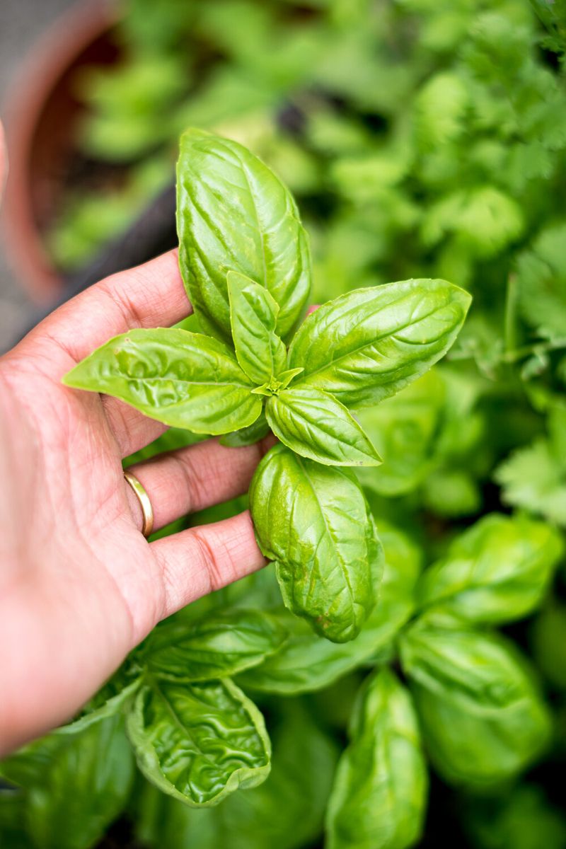 Sweet Basil