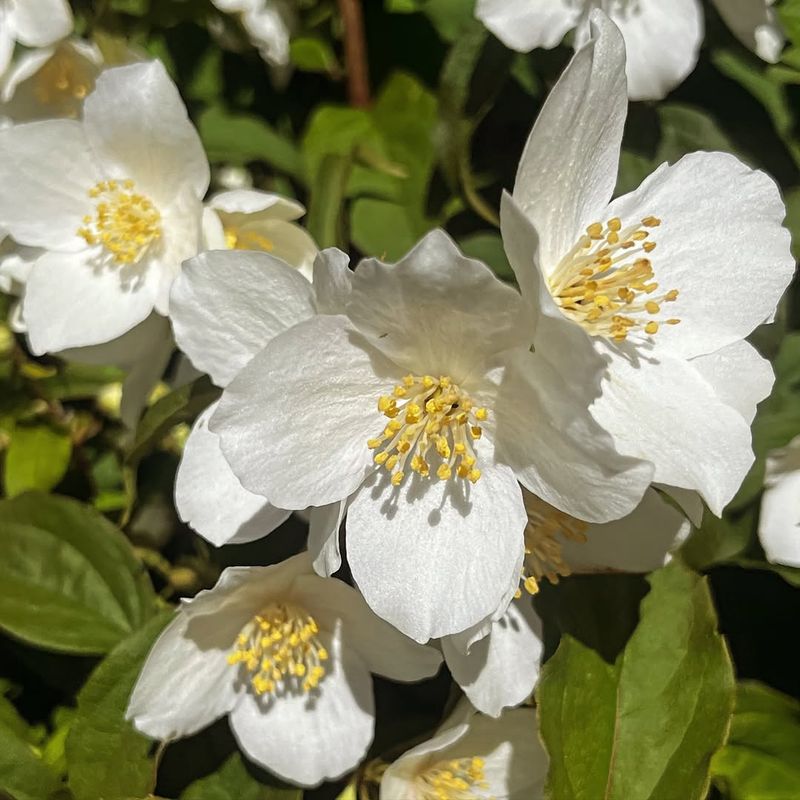 Sweet Mock Orange