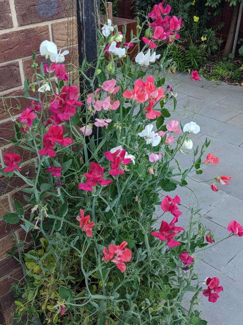 Sweet Peas