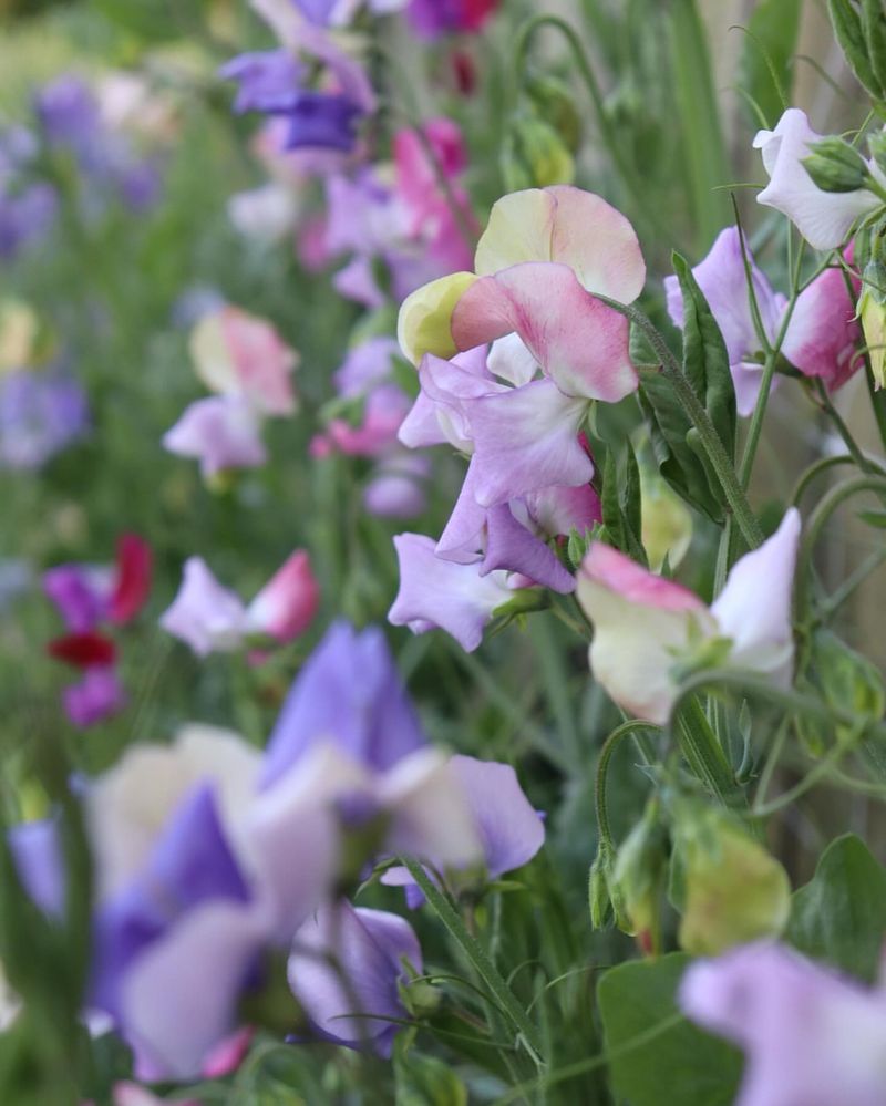 Sweet Peas