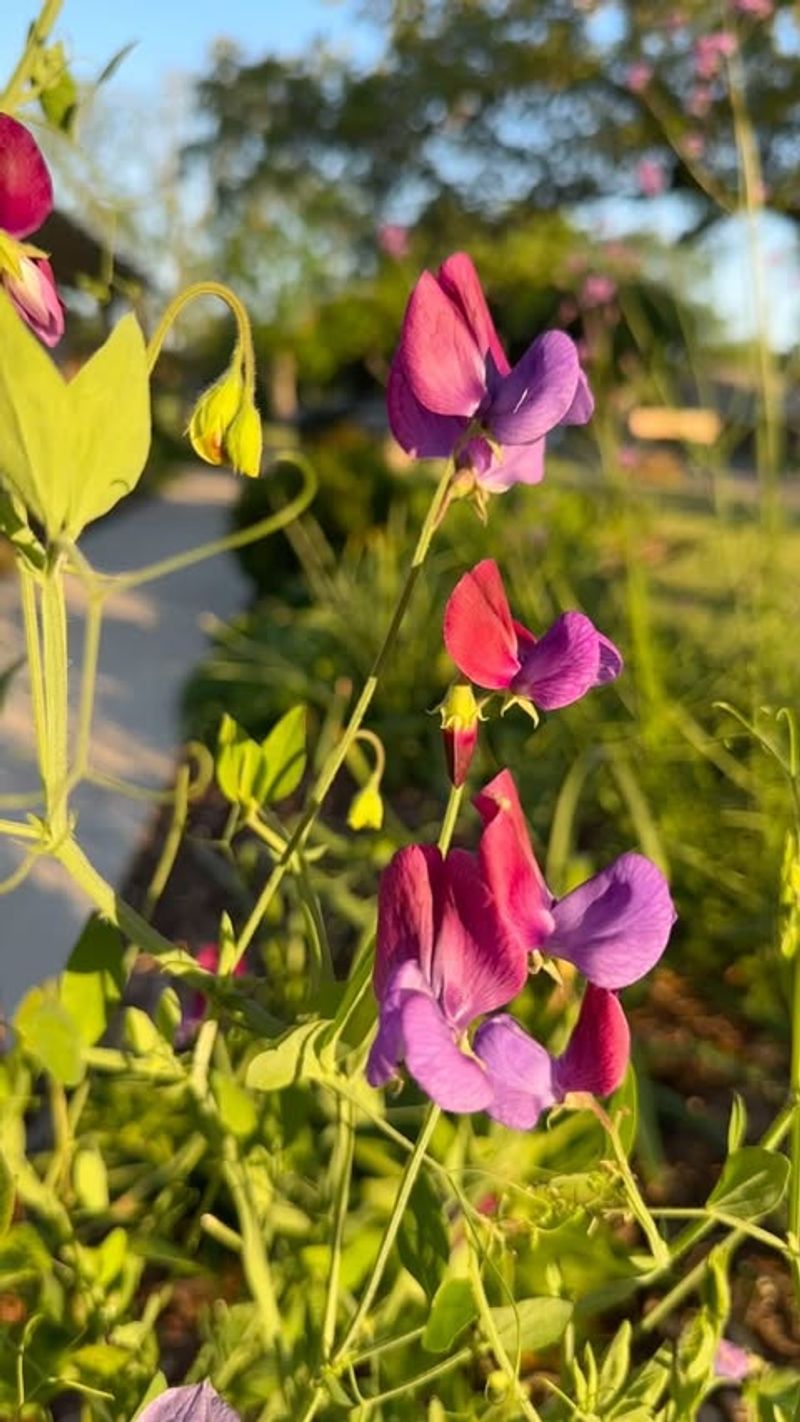 Sweet Peas