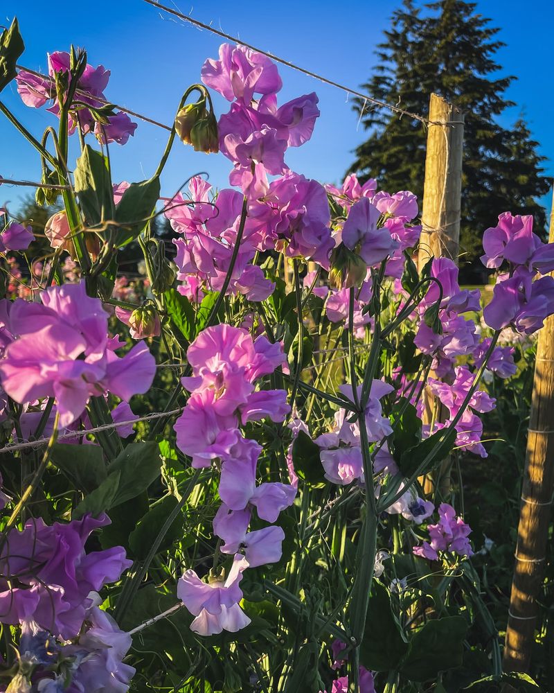 Sweet Peas